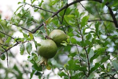 Punica granatum